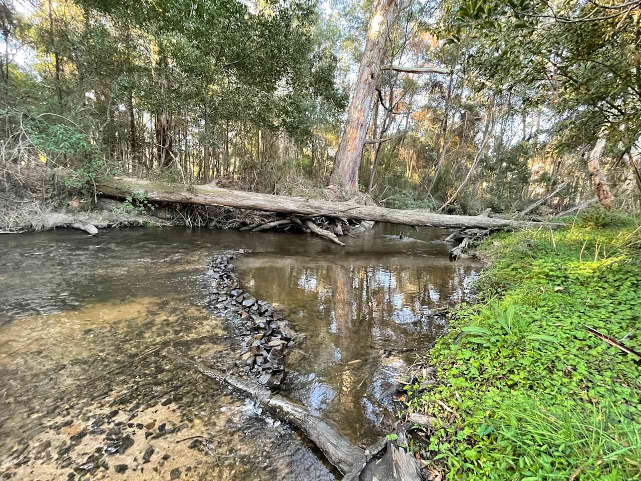 The Fern Glade