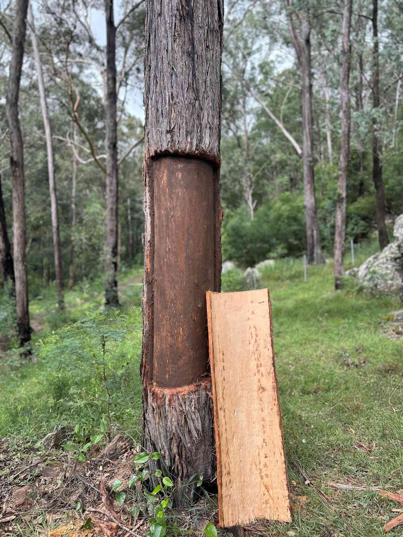Rocky Forest Bush Retreat
