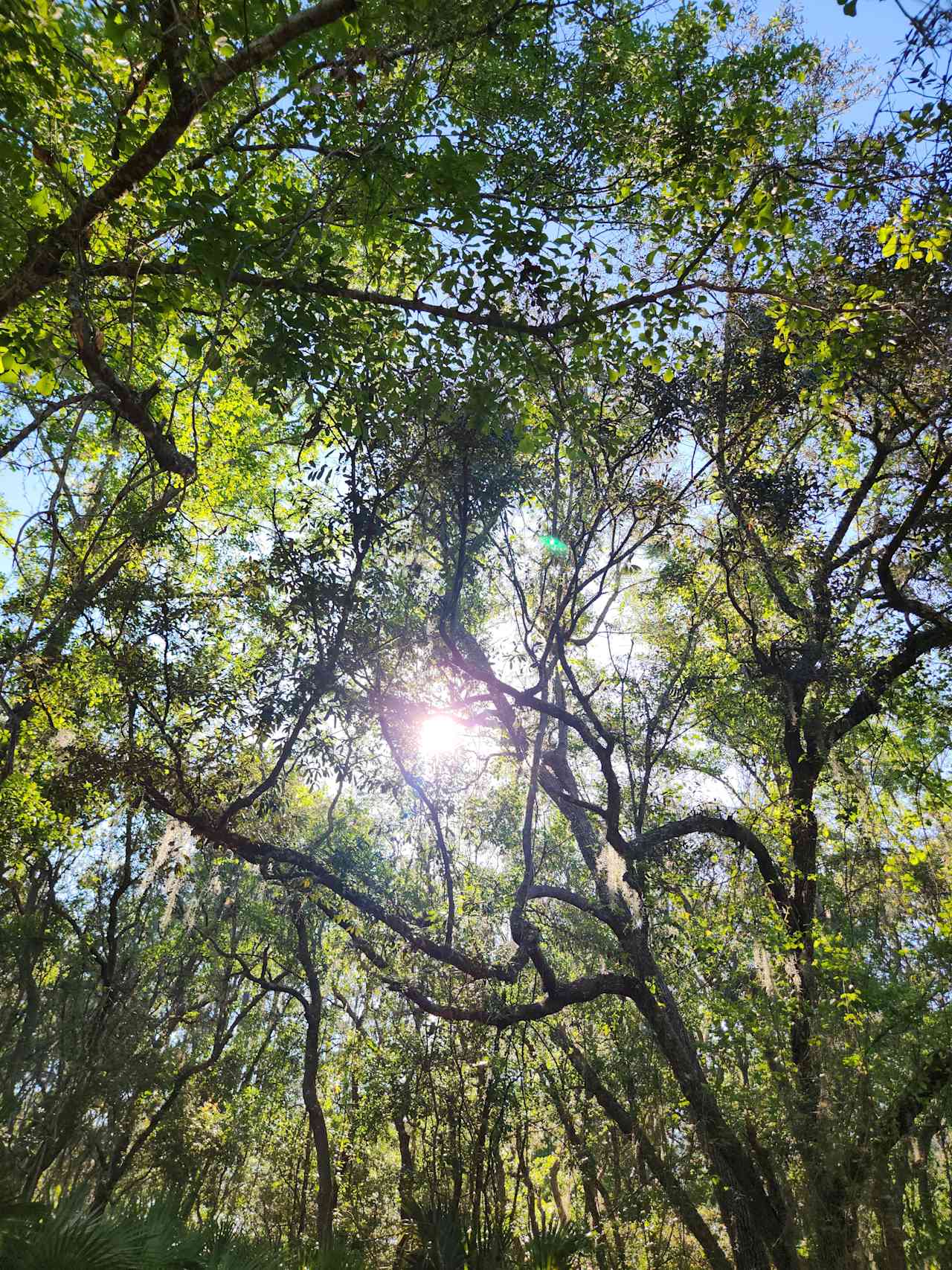Whispering Oaks Lakeside Sanctuary