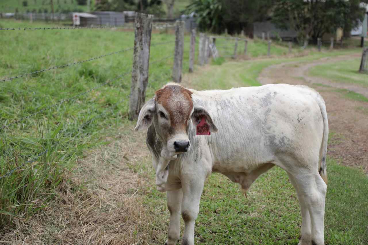 Barrine Farmstay And Camping