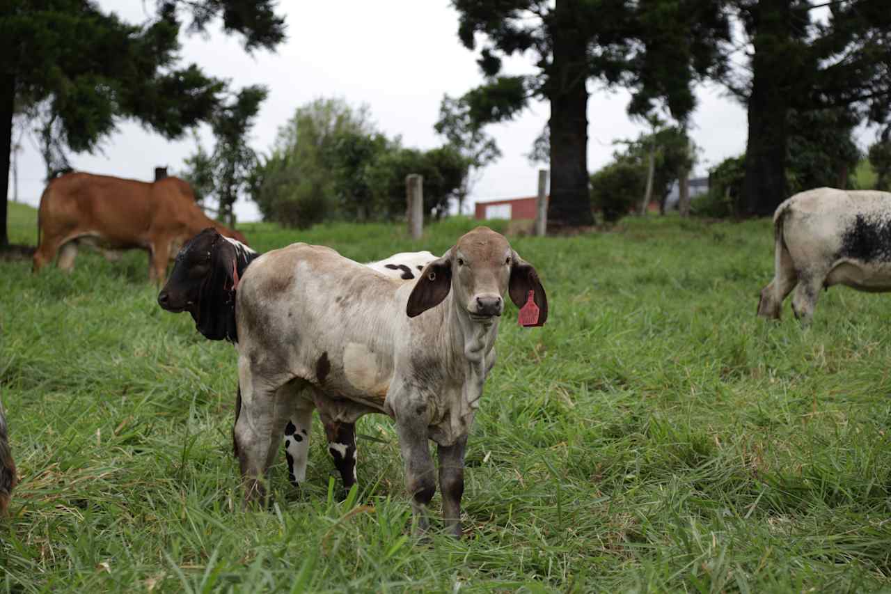 Barrine Farmstay And Camping