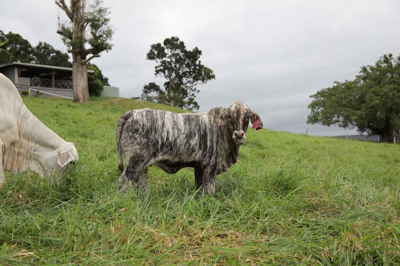 Barrine Farmstay And Camping