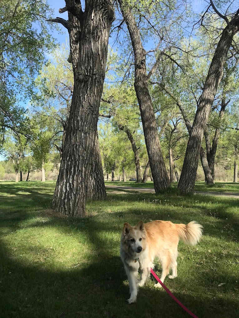 Cow Bells Campground