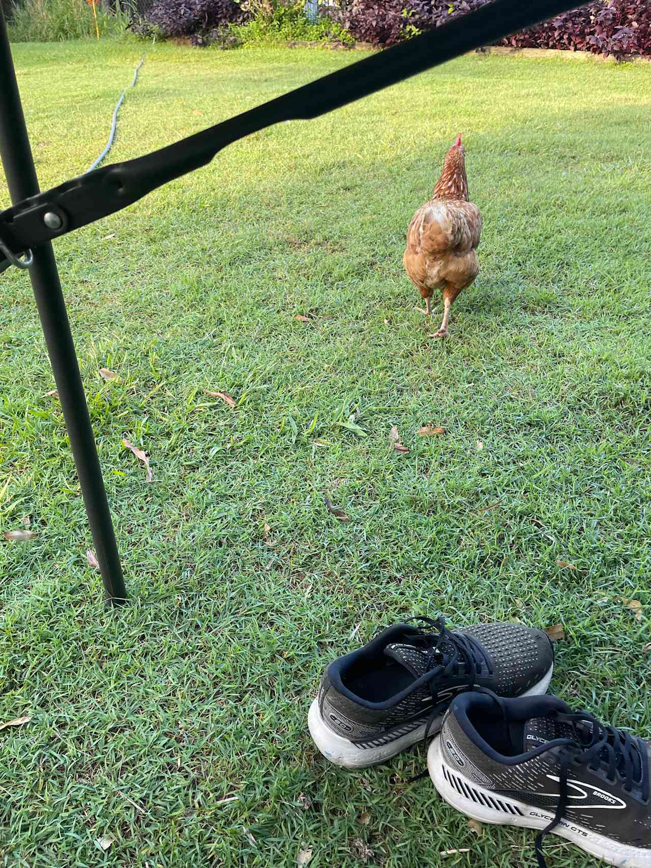 One curious chicken! 