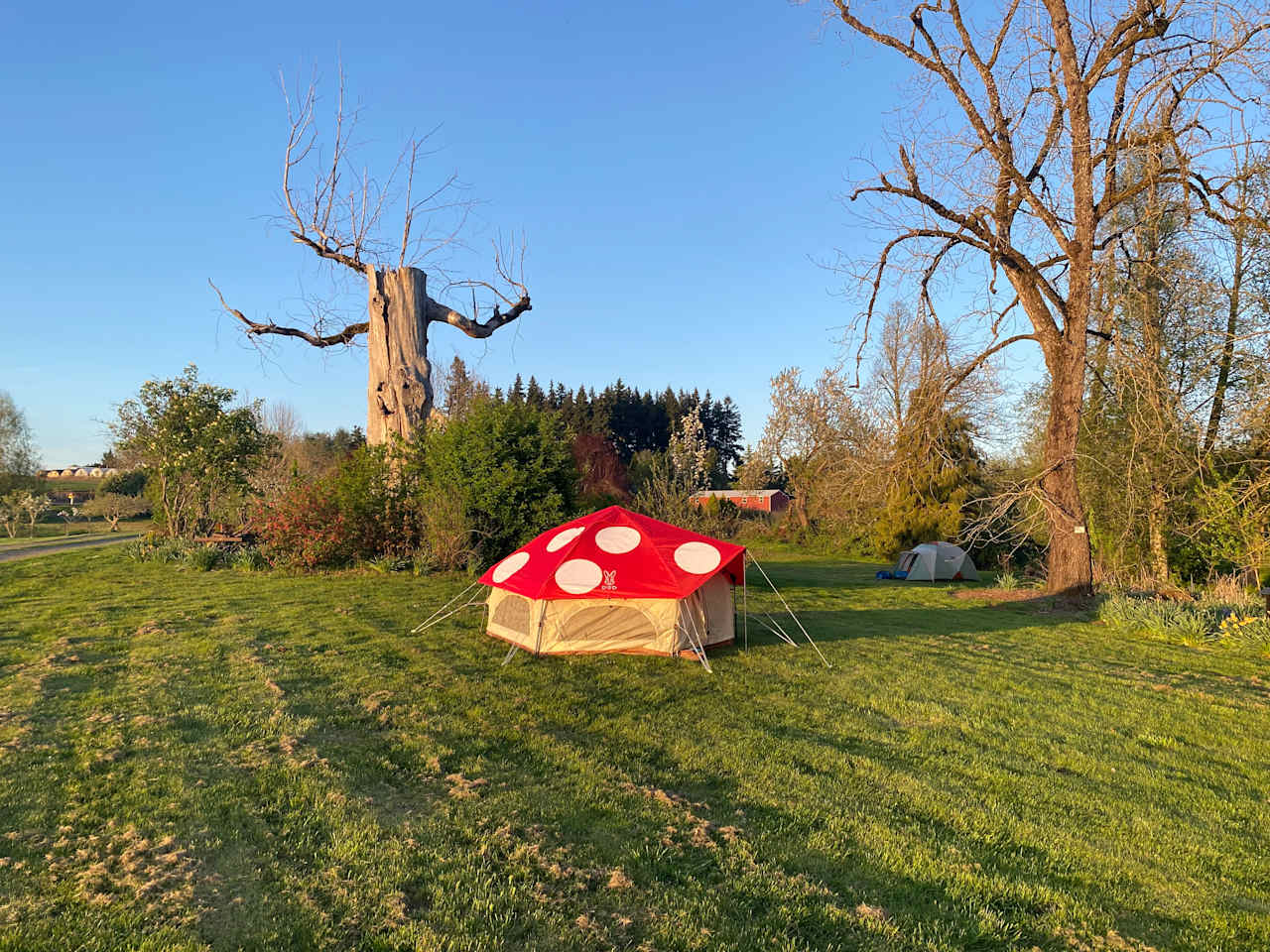 Our mushroom tent on the Heritage site