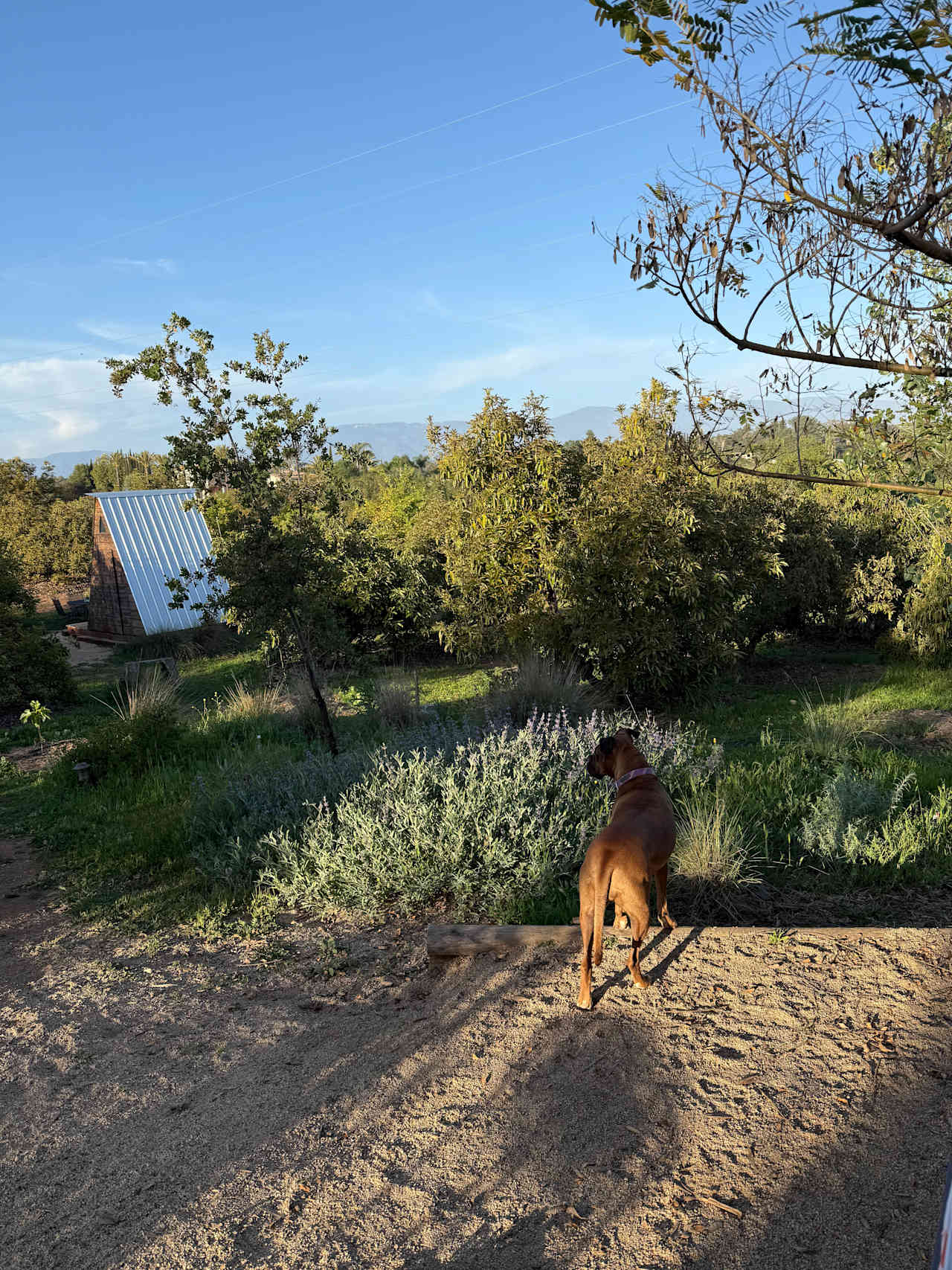 Campo Nopalito