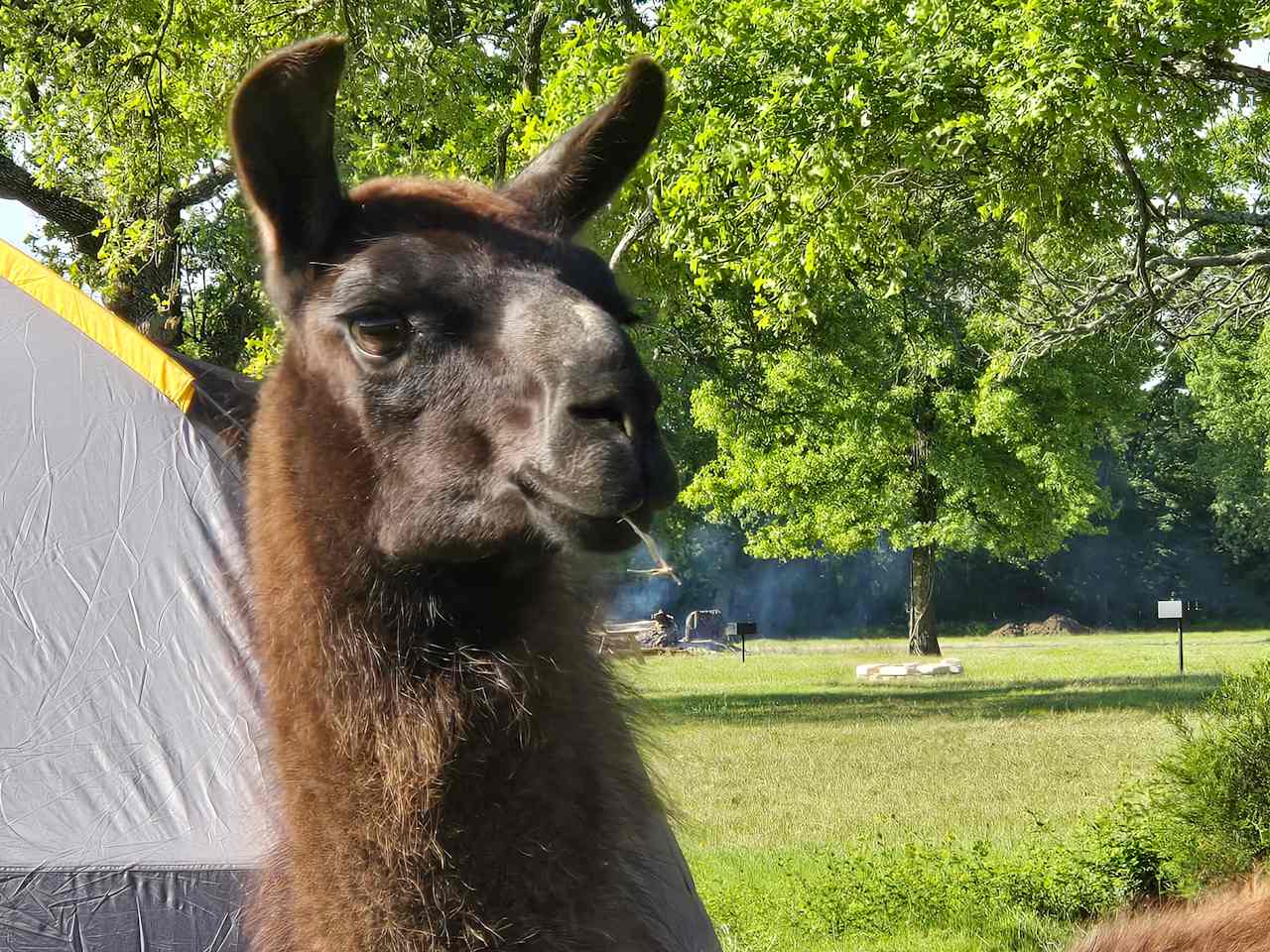 Llama Land Ranch