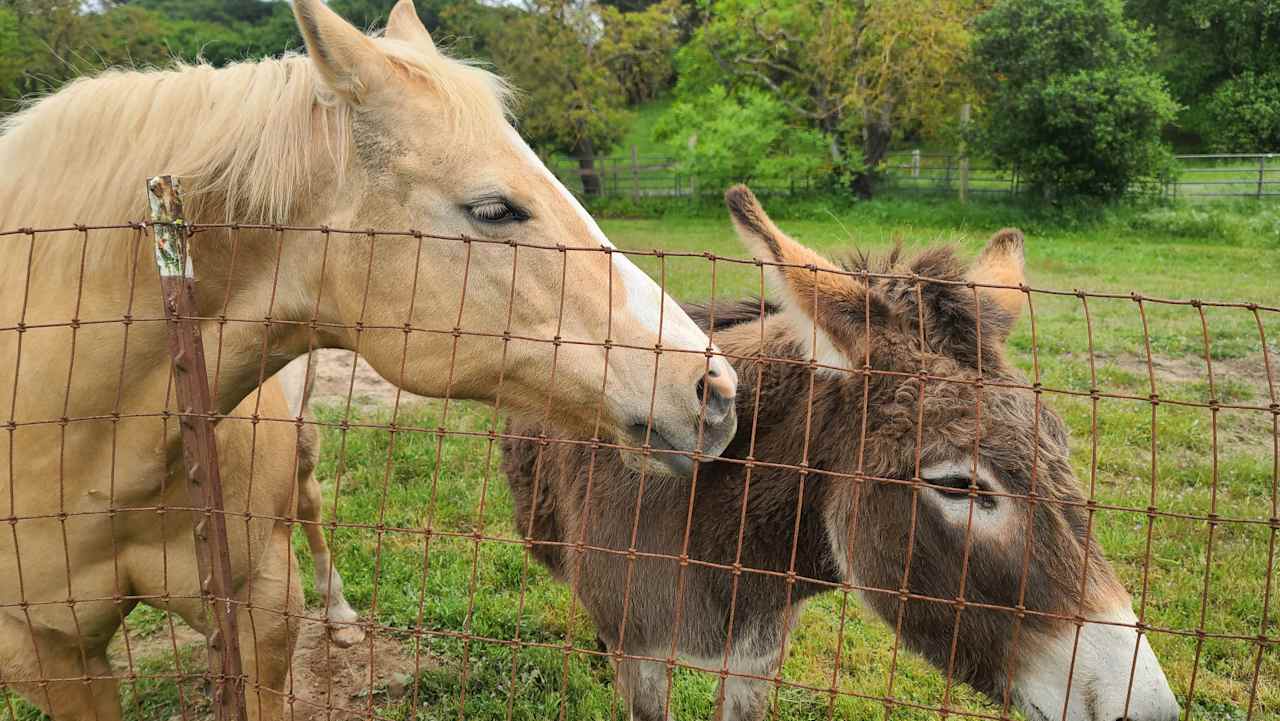 Hannah and Daisy. Bring carrots to feed them. They are very gentle. 