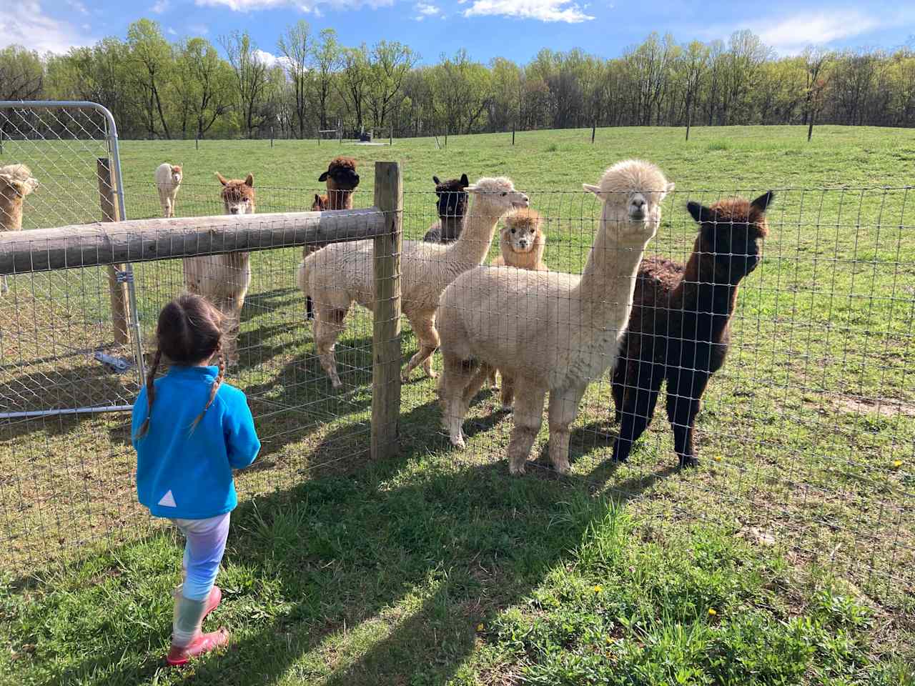 Happy Heart Highlands and Alpacas