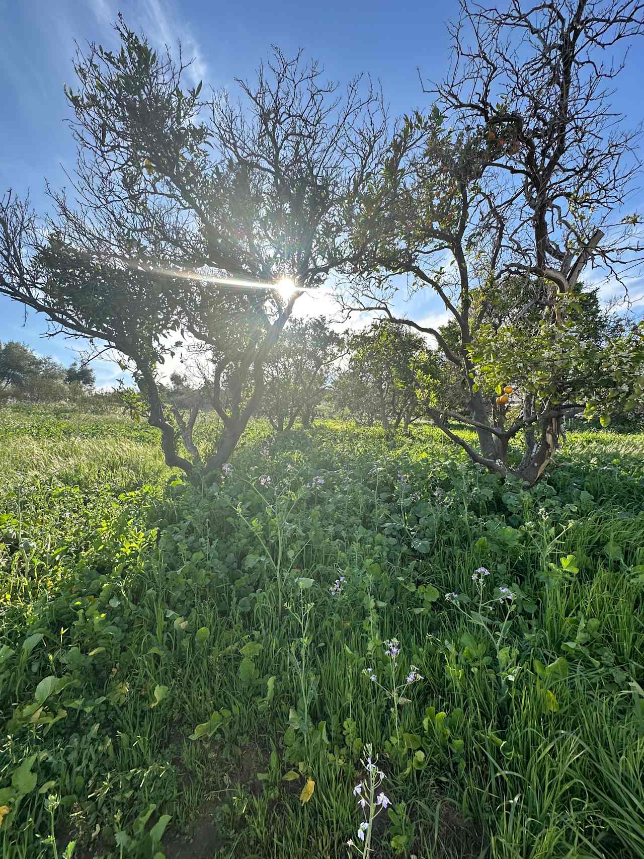 Apple Blossom Farms