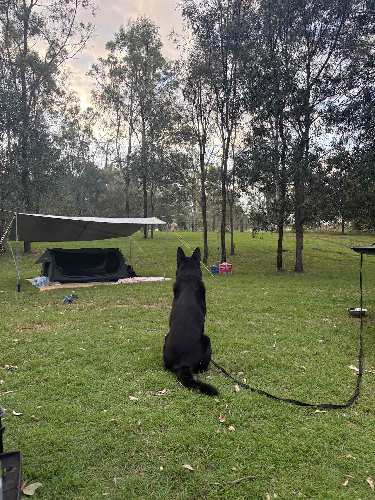 Watching the cows 