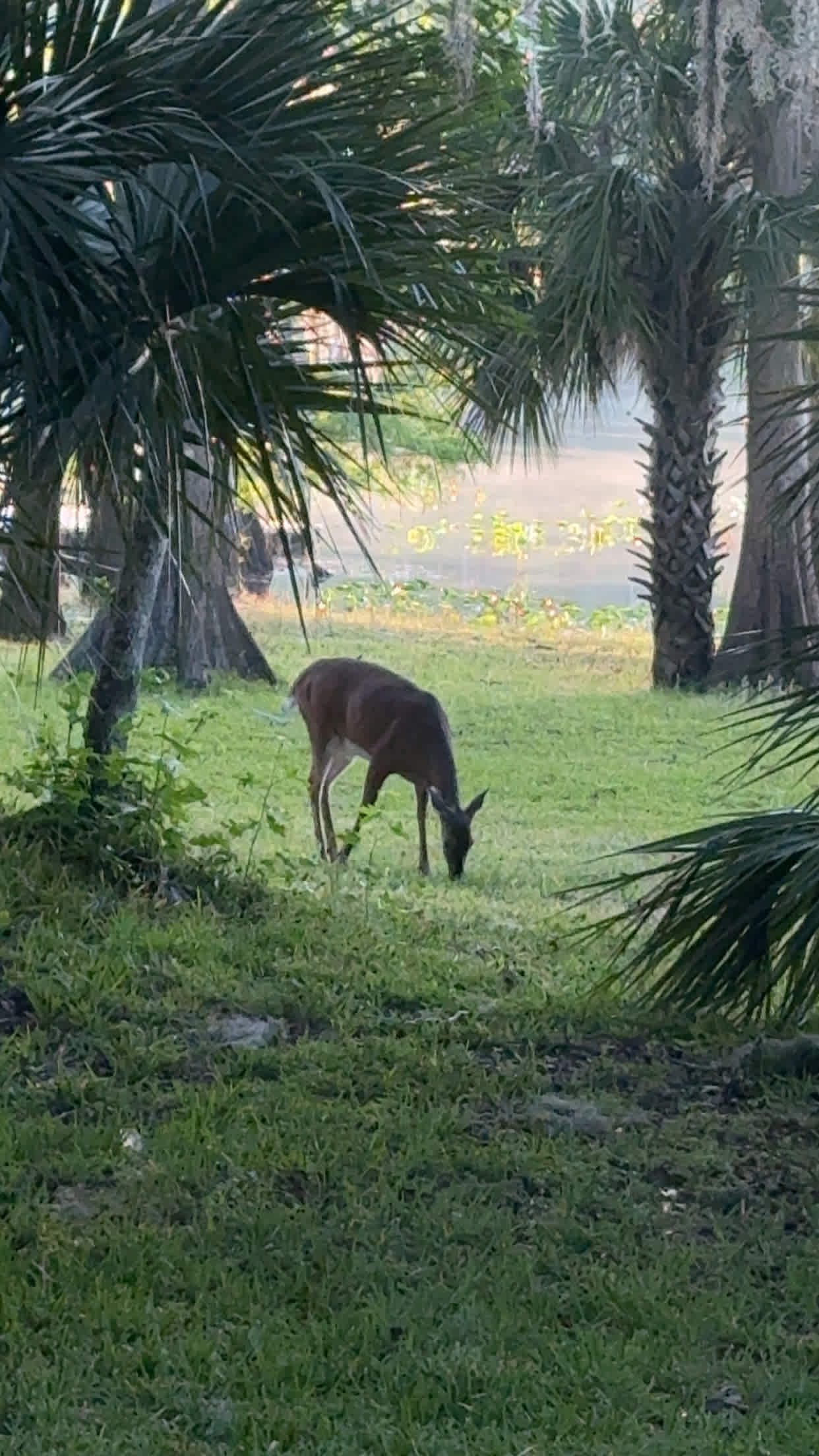 There were three deer that visited every day.