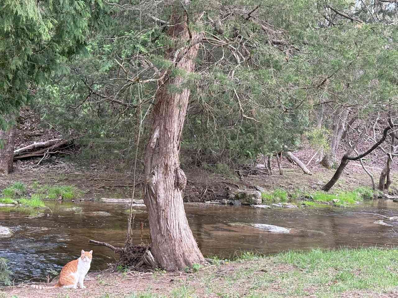 Meadow Creek In Dry Valley