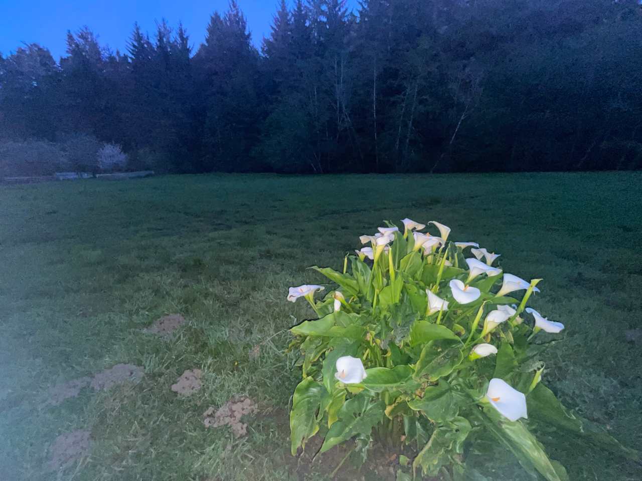 Beautiful lilies looking toward the back of the house.