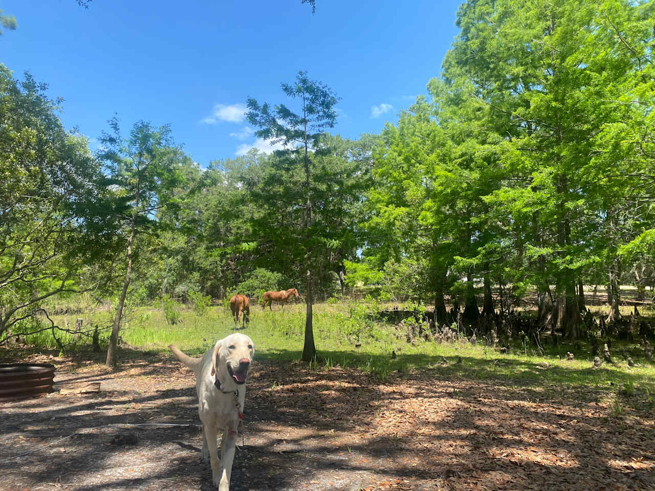 Lucky U Ranch