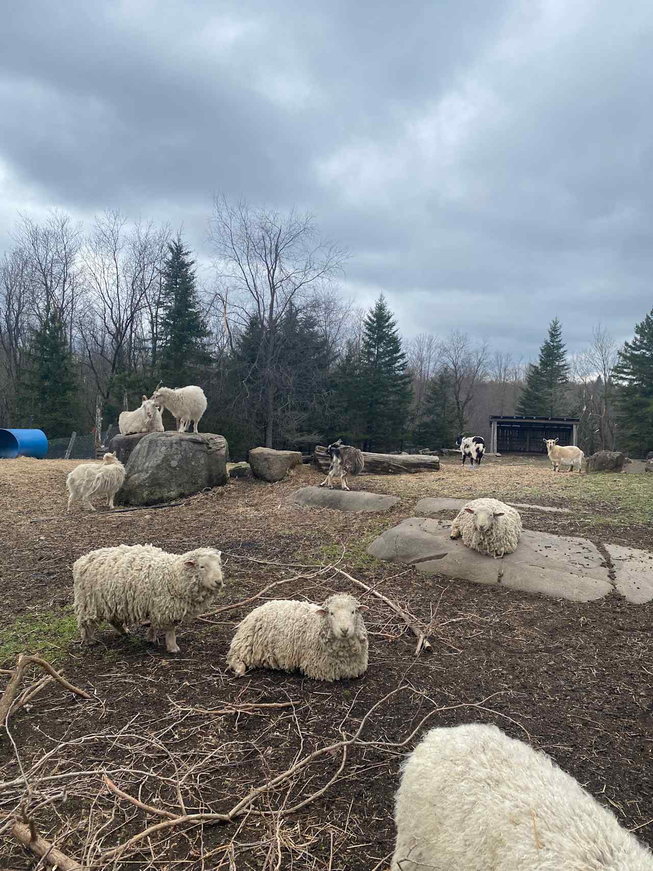 Dragonfly Ridge Rescue Farm