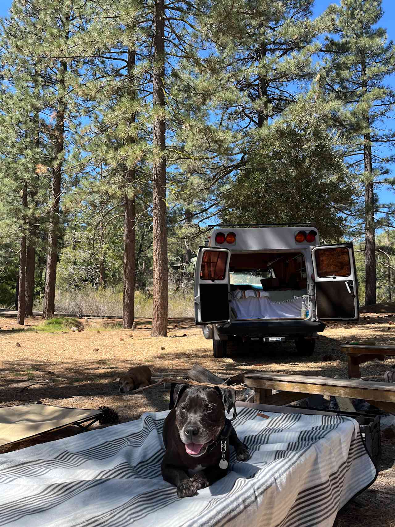 Skoolie in the Forest