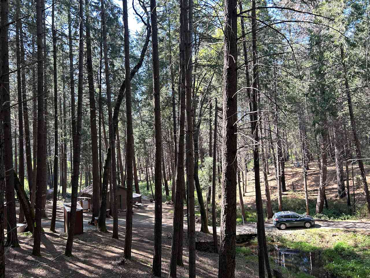 Unplug for nature, dogs, and kids