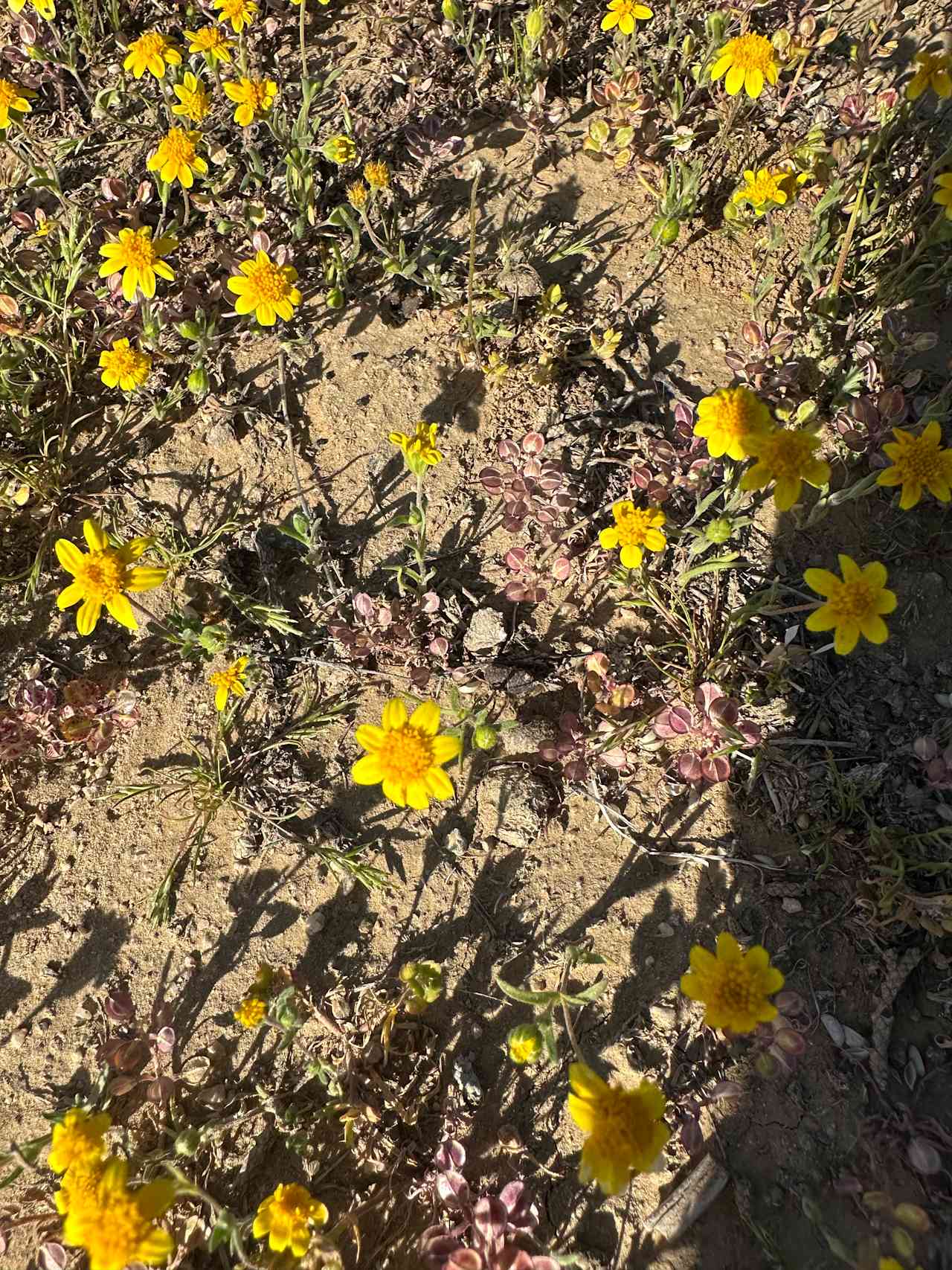 Cuyama Badlands