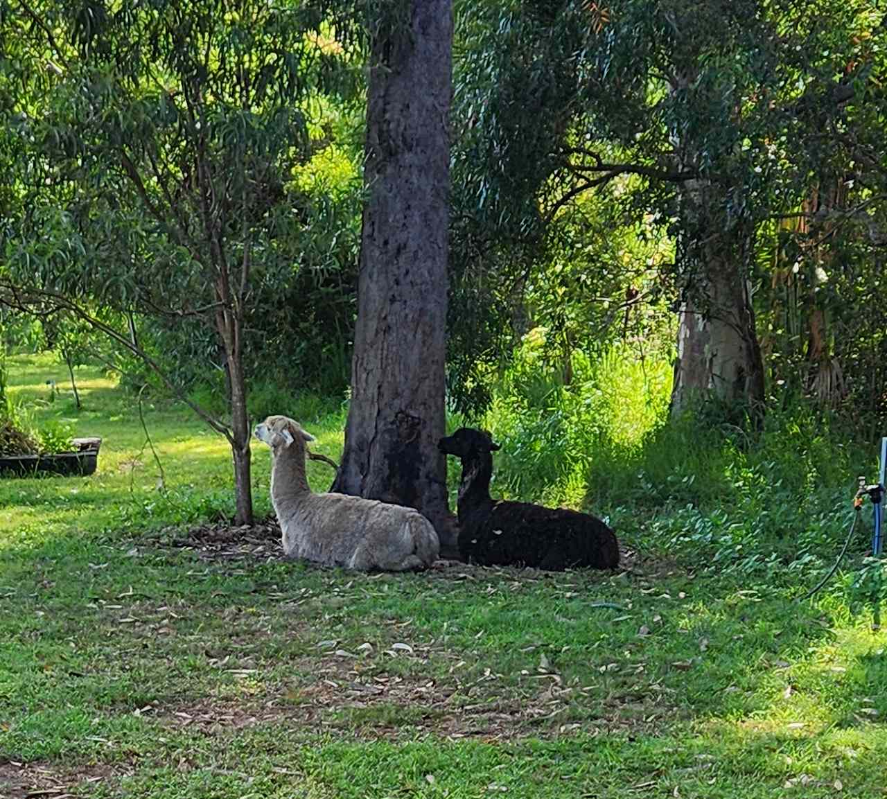 The Alpacas enjoying their morning spot