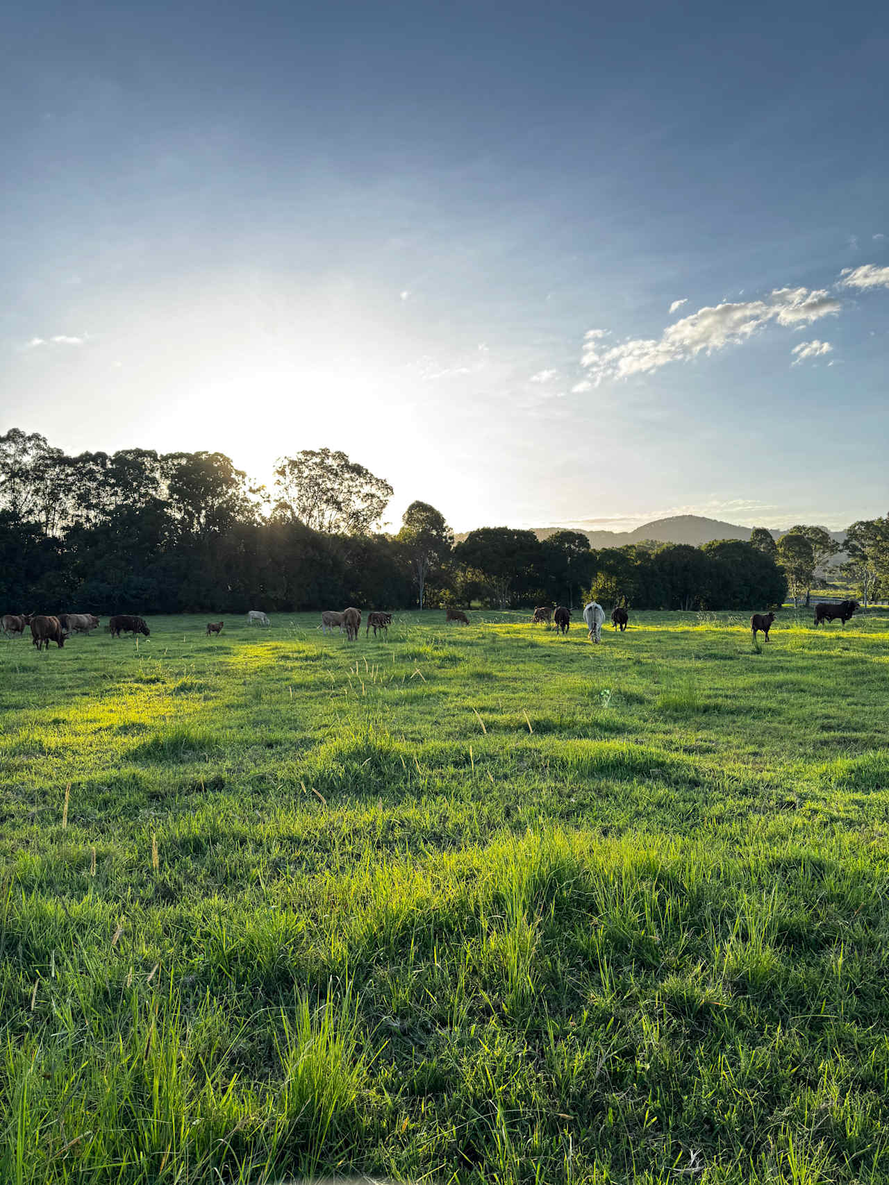 Eerwah Vale Estate