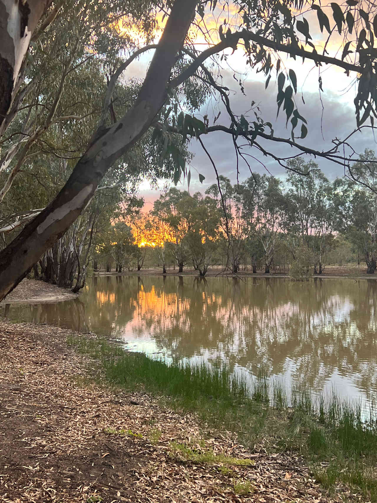 The Paddock at Ulupna