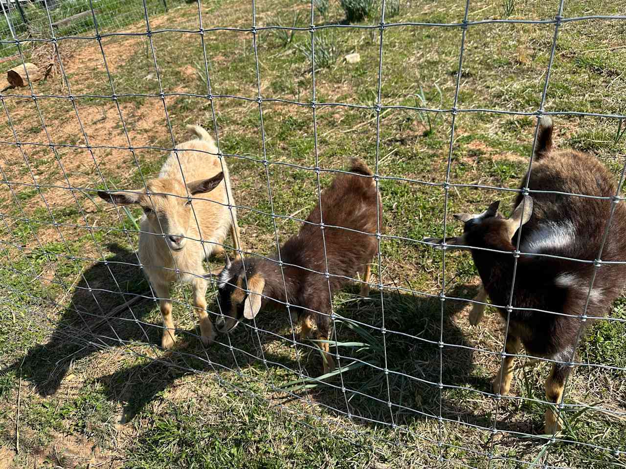 Southern Revere Vineyard & Farm