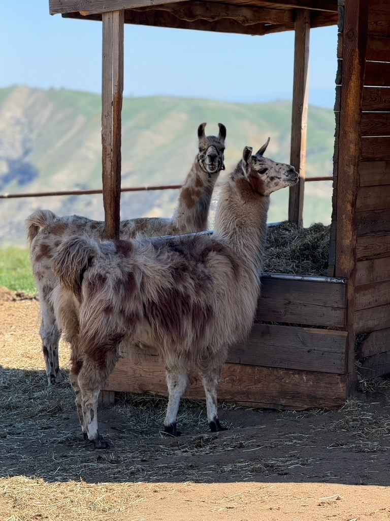 Lone Juniper Ranch