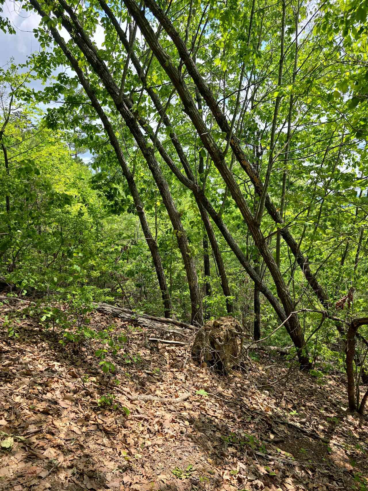 Leaning trees...not like the others