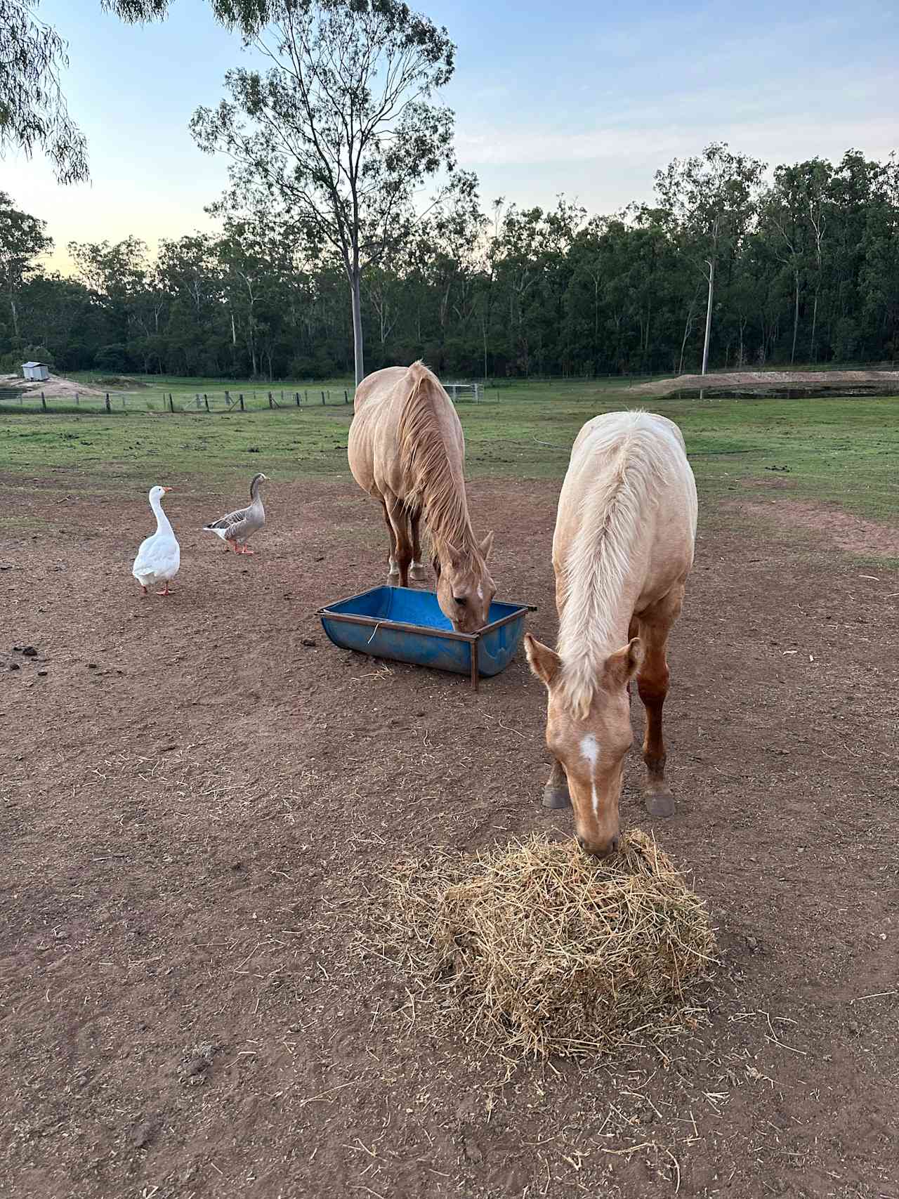 Sunrise Quarter Horse Stud