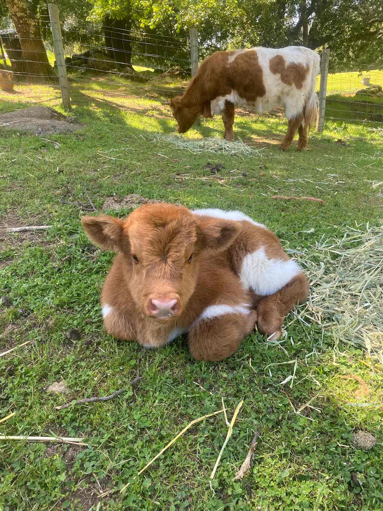 New 2025 heifer calf!!! Come let your heart melt!❤️🔥