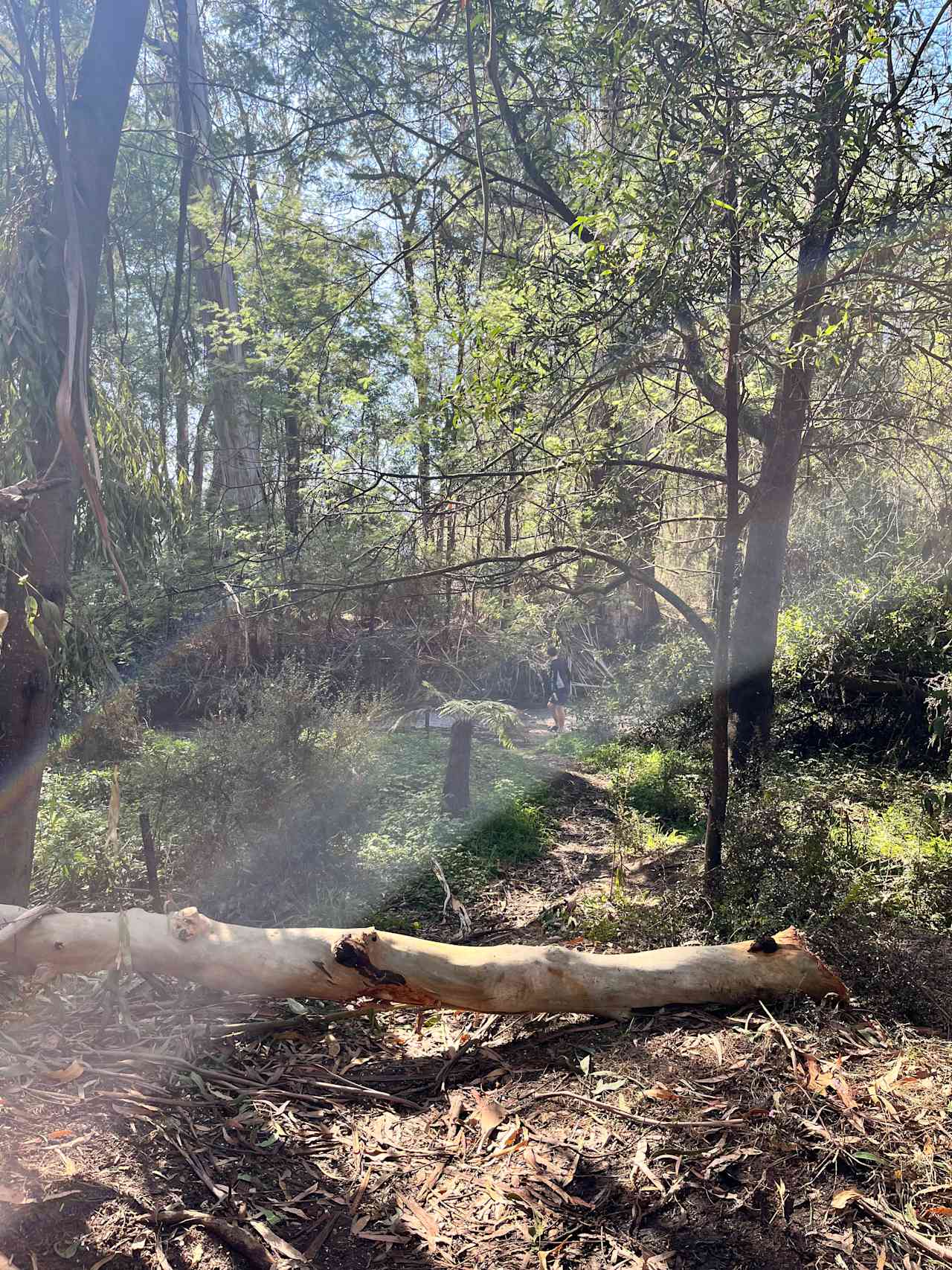 The Fern Glade