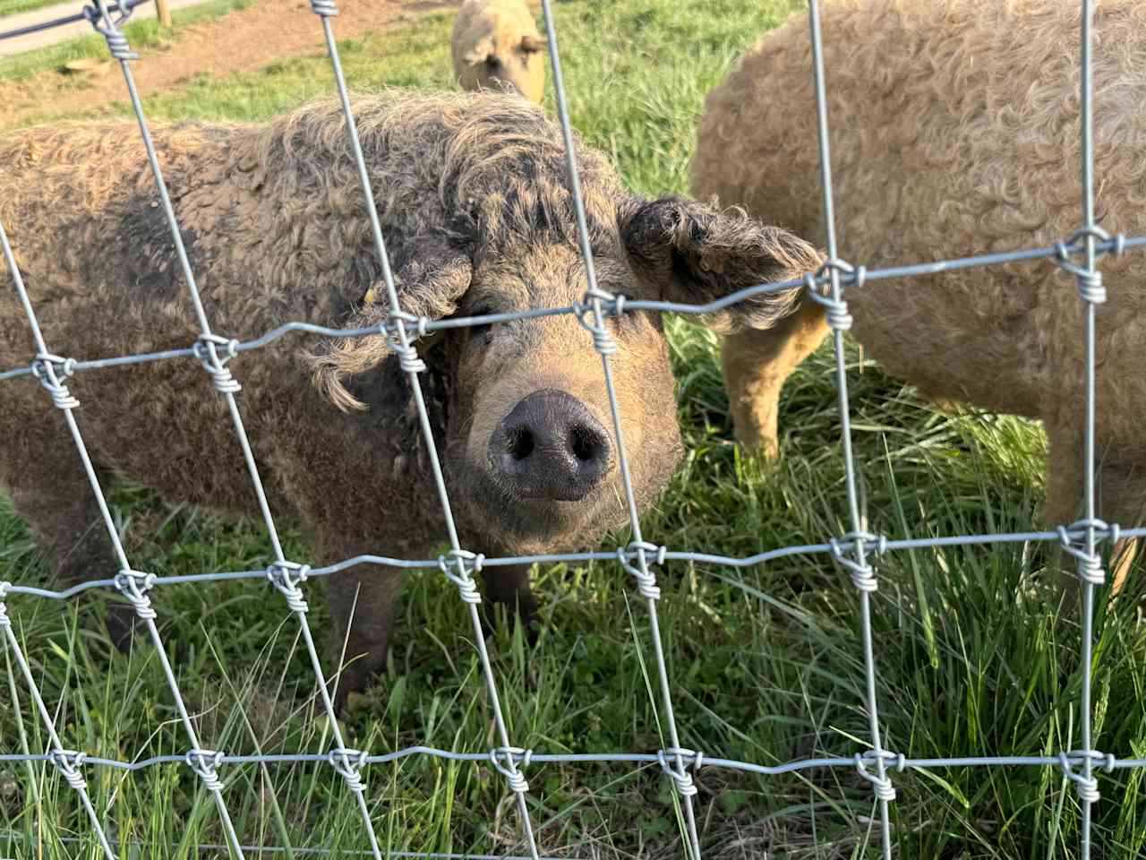 Smoky Mtn Mangalitsa River Ranch