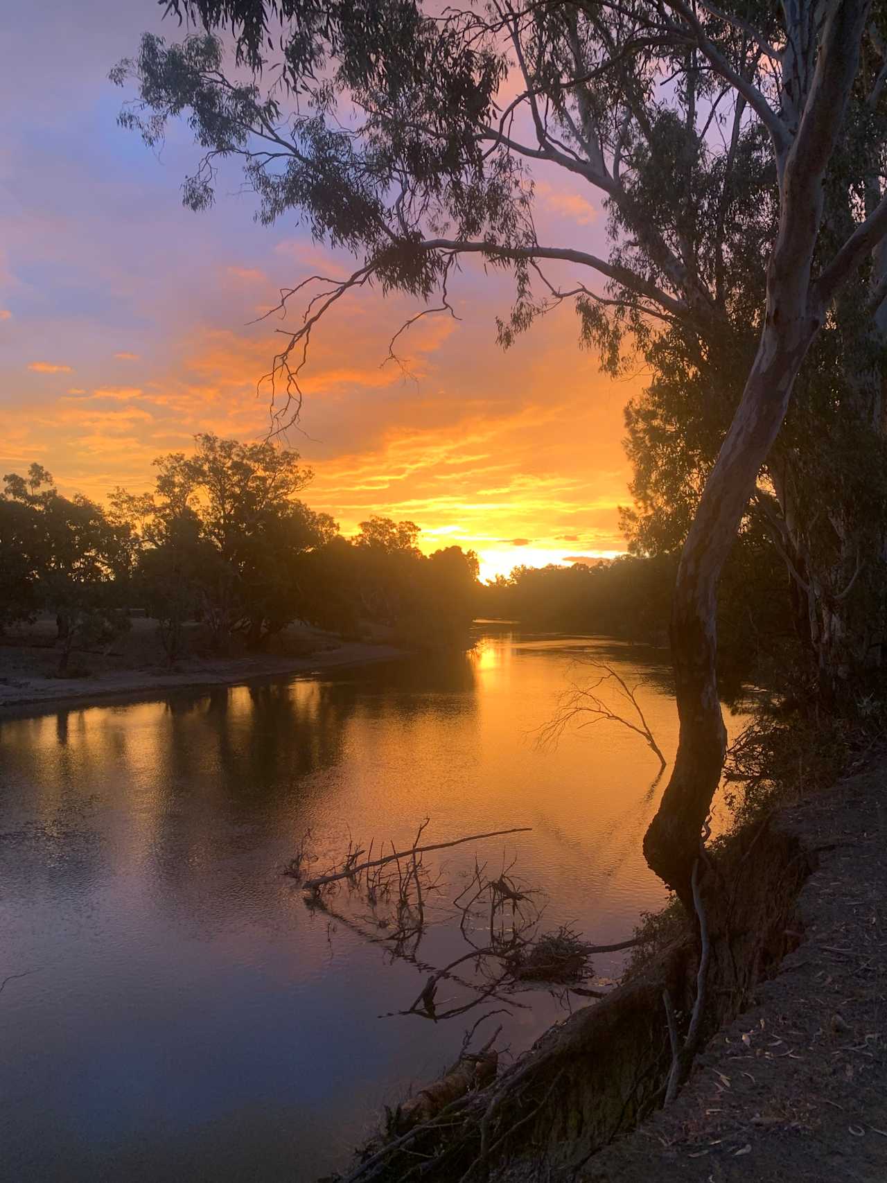 Palm Cove On The Murrumbidgee