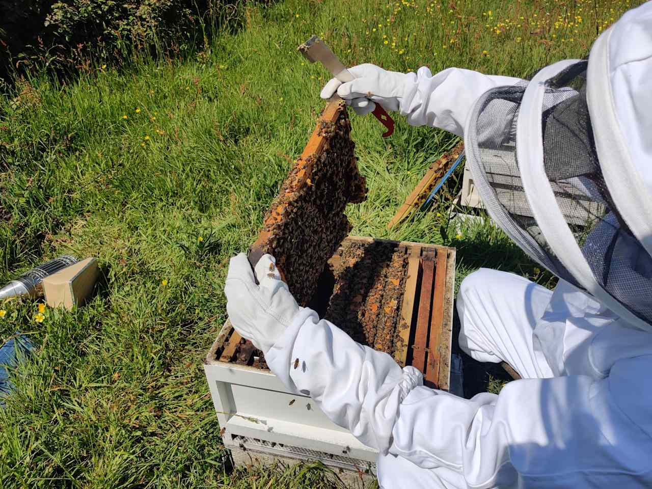 Ask us about our bees! And try our honey