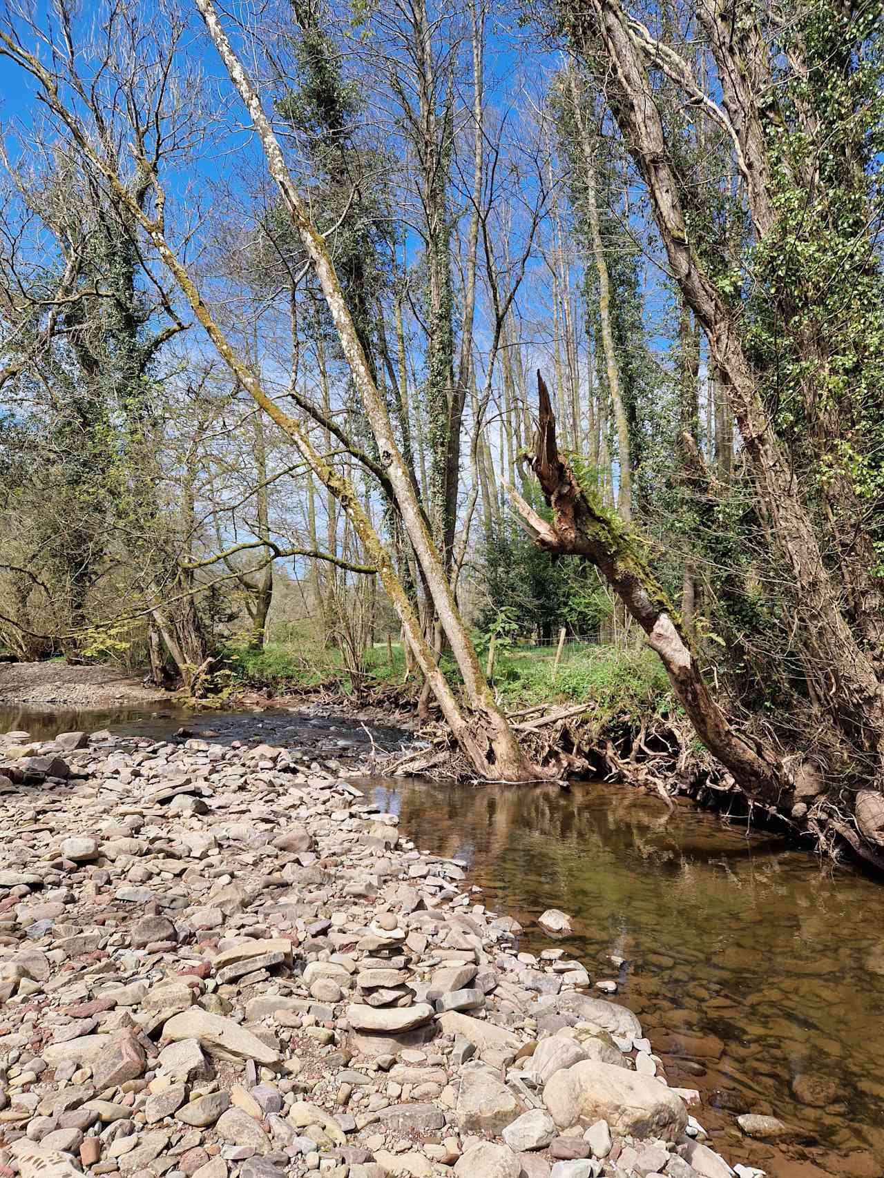 Pytingwyn Woods