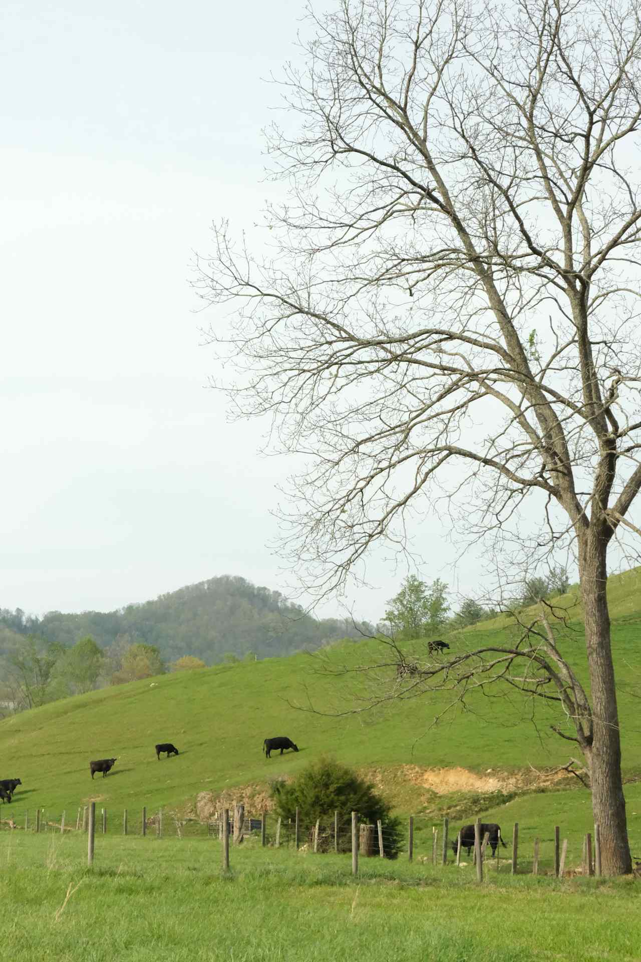 Turkey Creek Oasis~valley views
