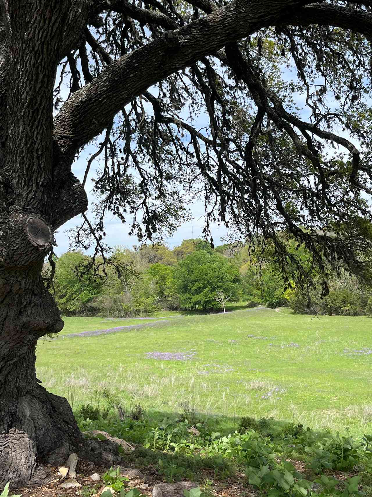 Spirit Oaks Meadow