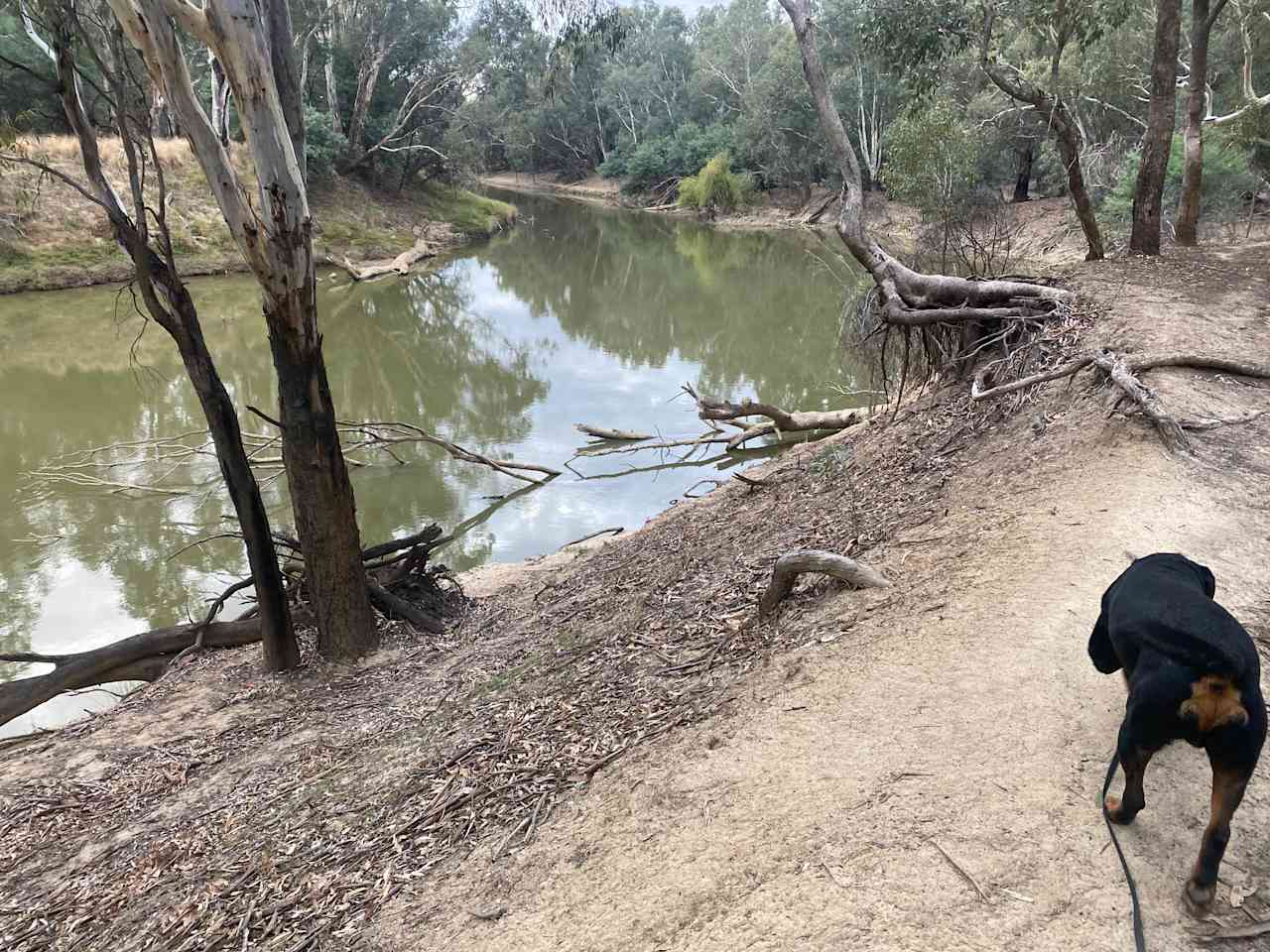 My Rotty loved the bush walks