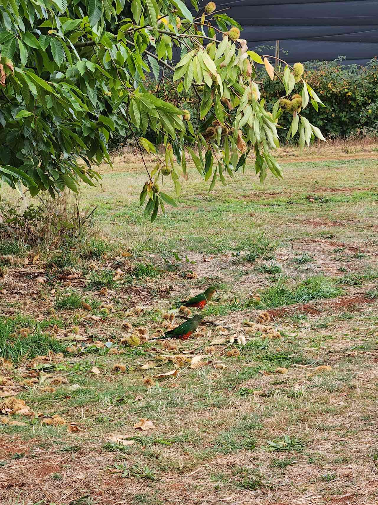 Nerrigundah contrée sauvage