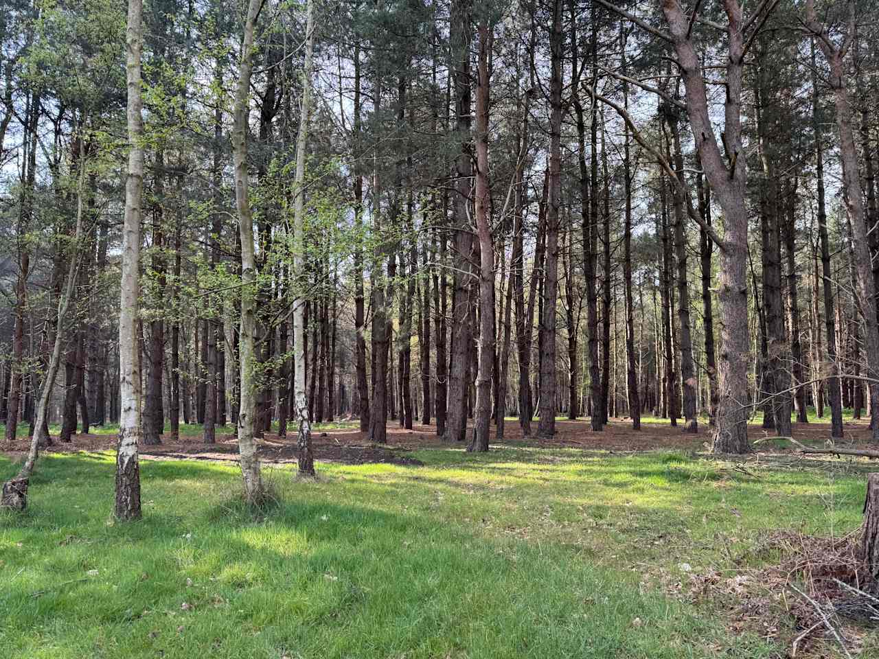 Holistic Woods Campsite WILD