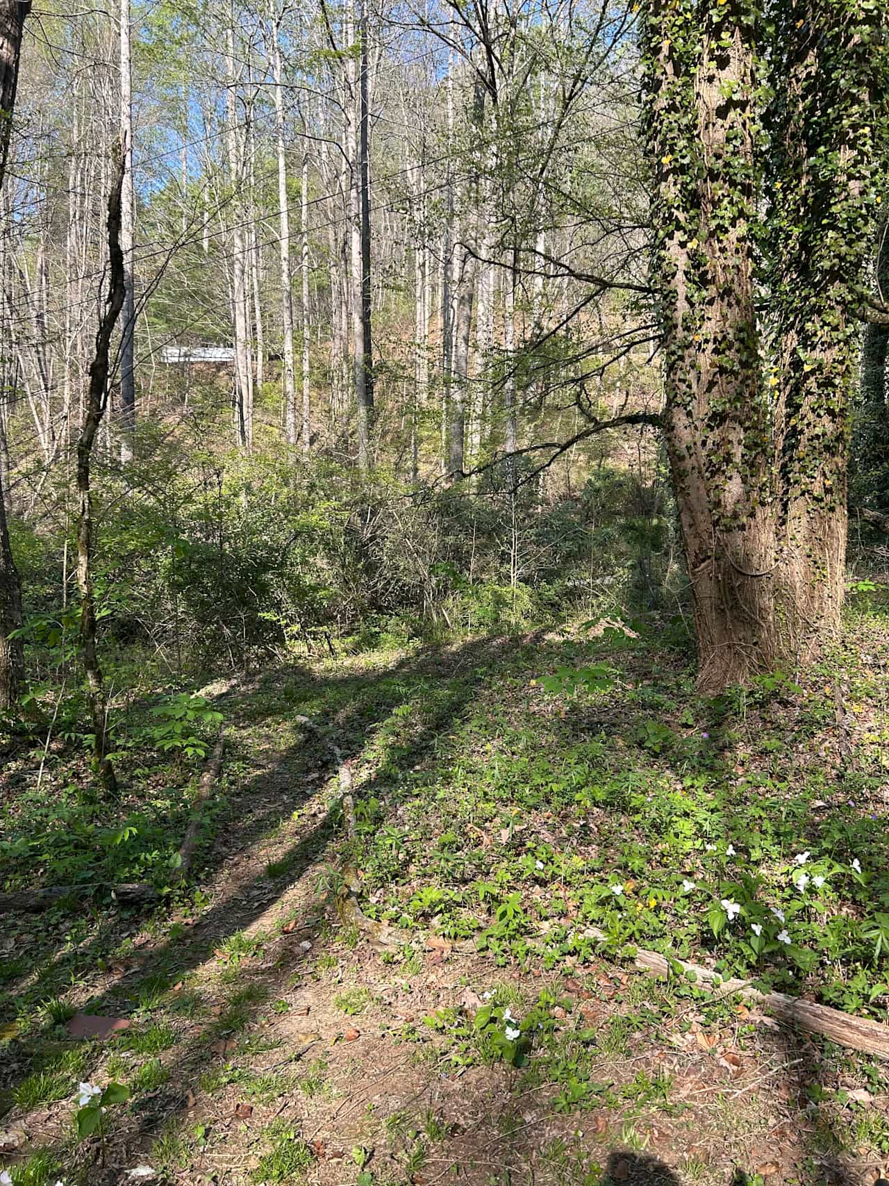 Quiet Forest On The Creek