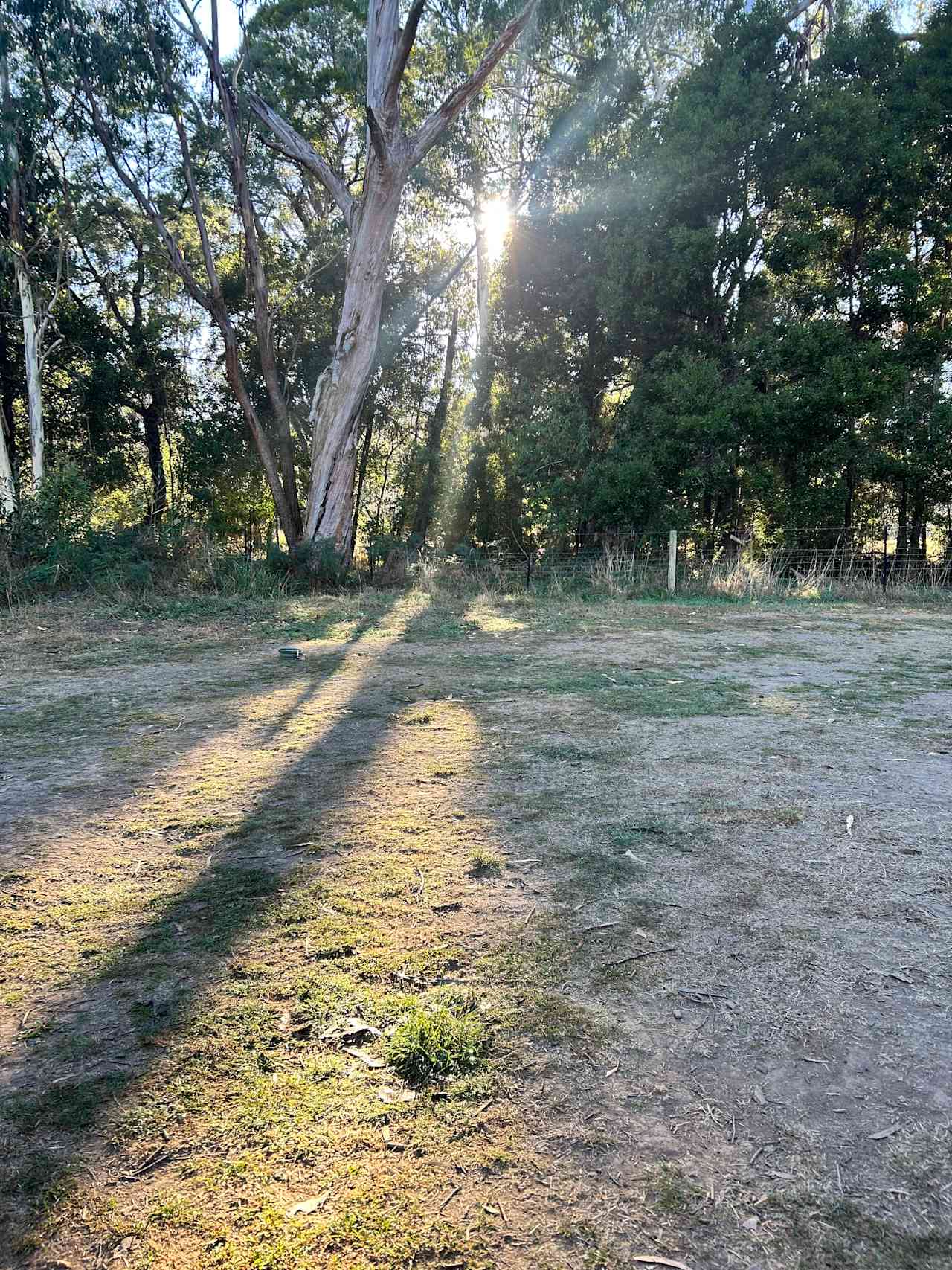 The Fern Glade