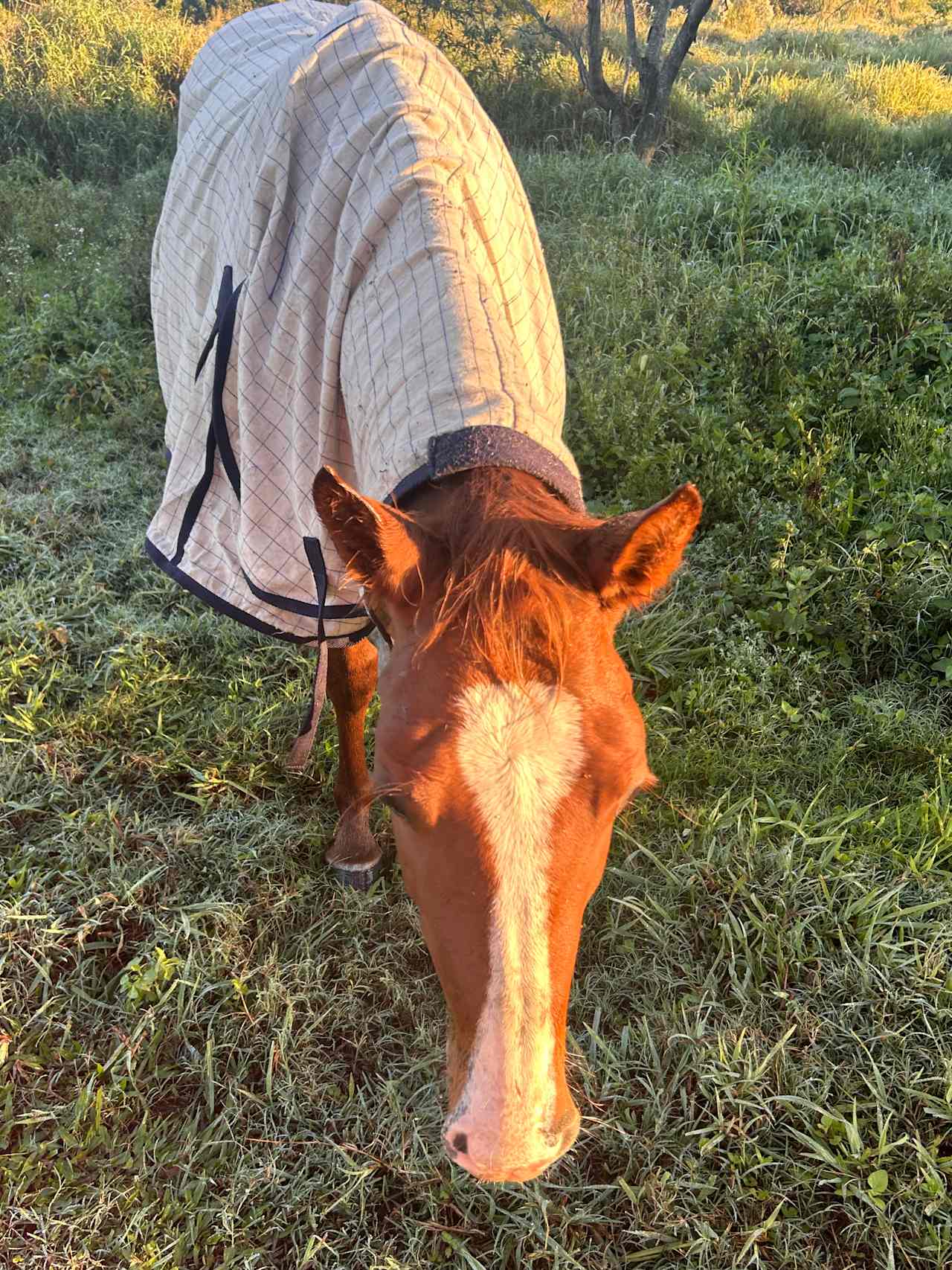 Wild Horse Retreat