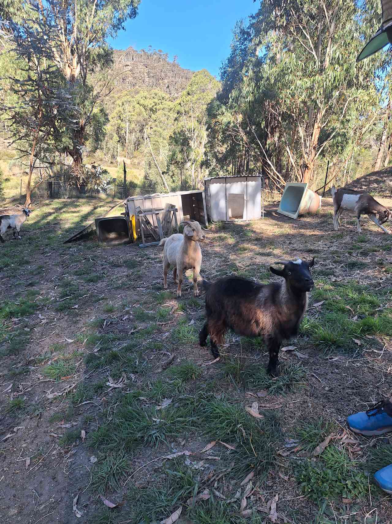 Resident goats
