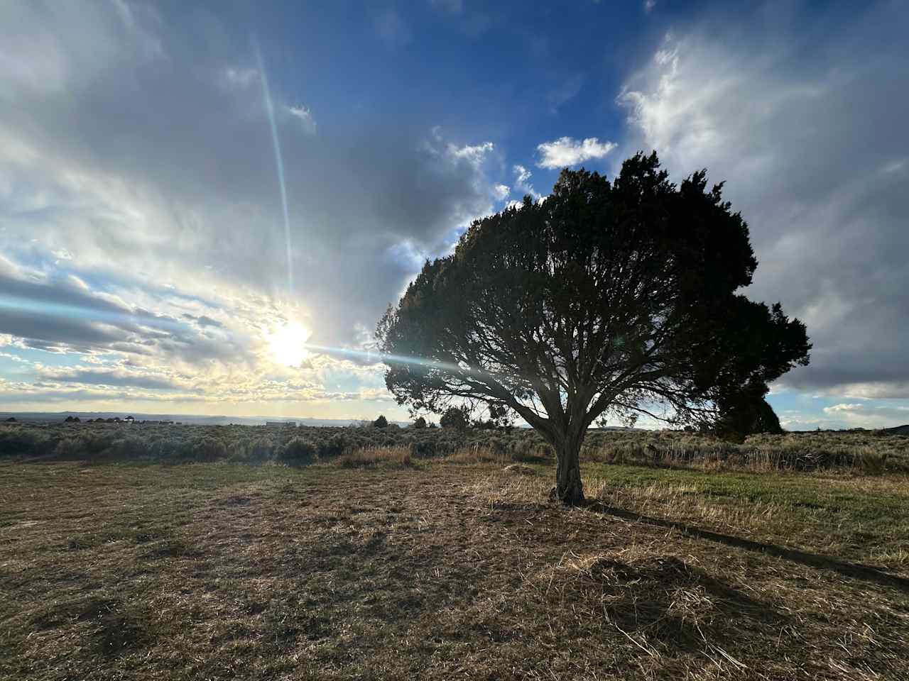 The “Bonsai” near sunset