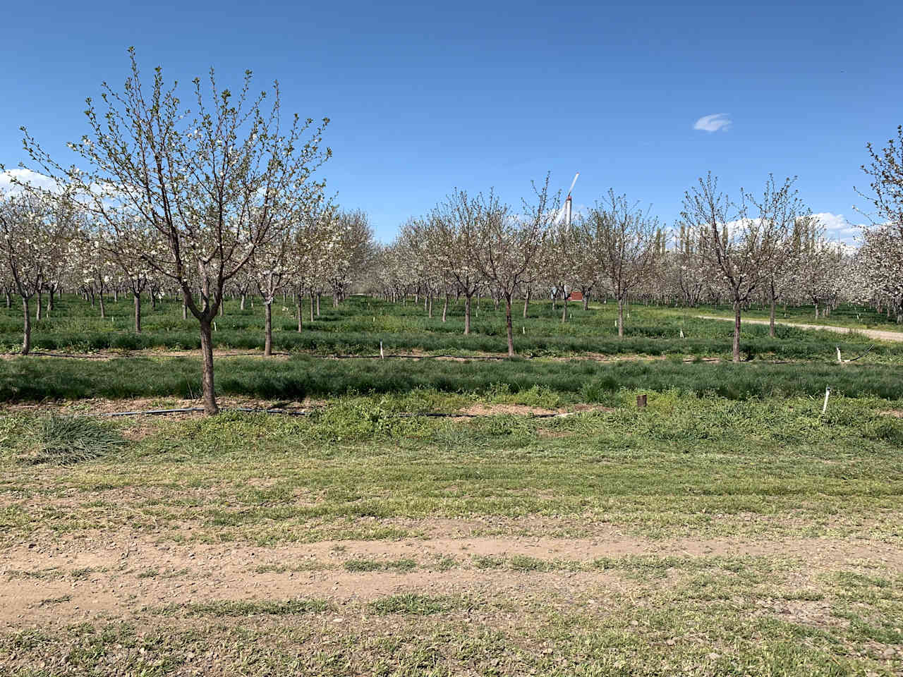 Secluded Orchard Boondocking