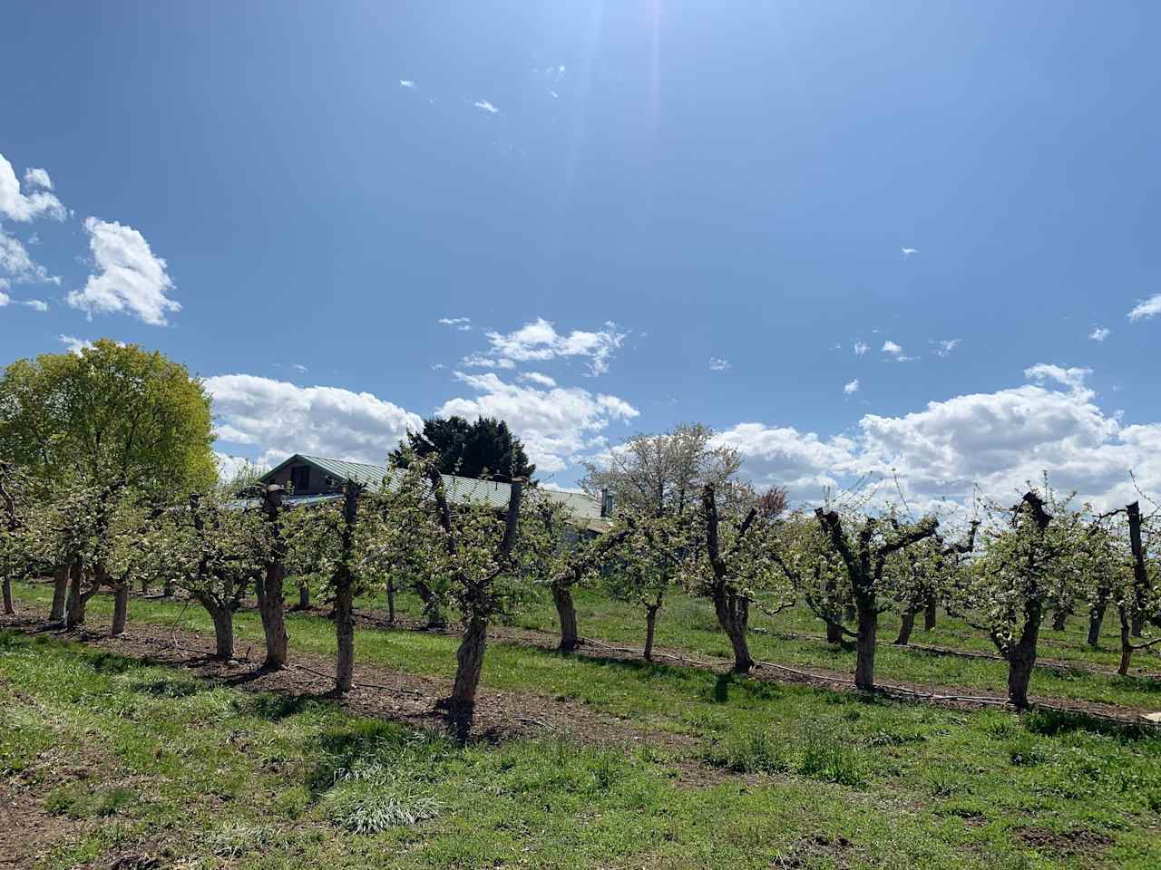 Secluded Orchard Boondocking