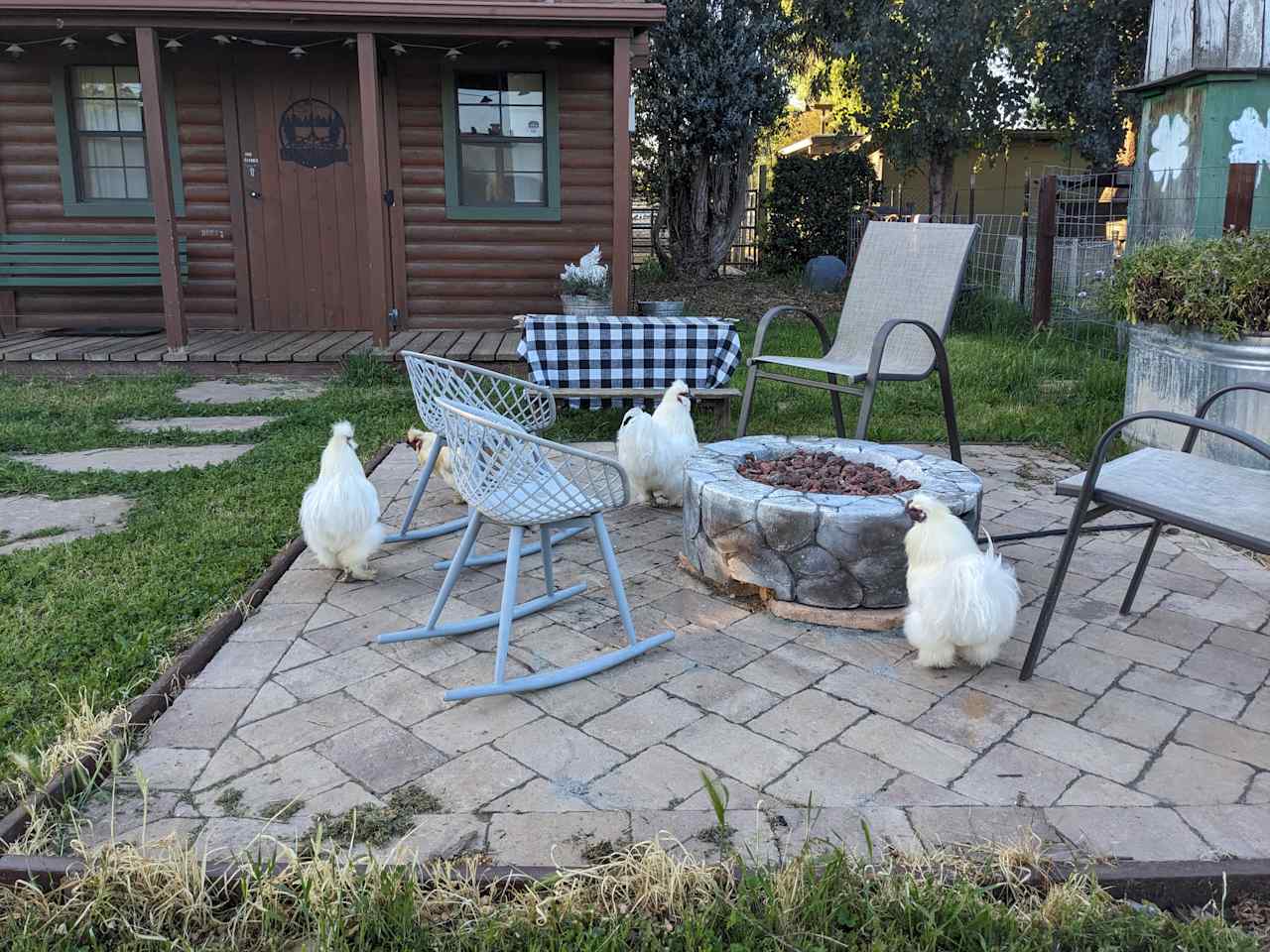 chickens roaming around the cabin