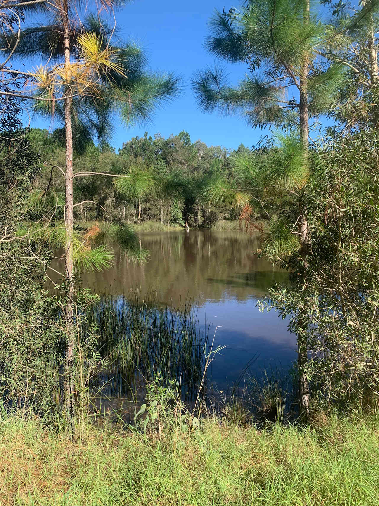 Bushywood at Woodfordskilake